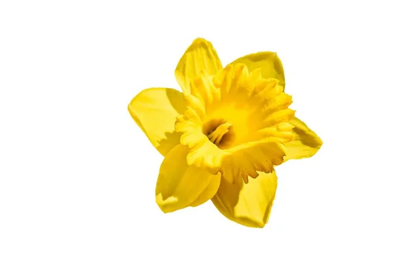 Flor Amarela Isolada Sobre Fundo Branco Imagem — Fotografia de Stock