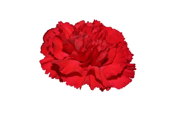 Röd Nejlika Blomma Isolerad Vit Bakgrund Bild Stockfoto