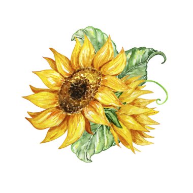 Suluboya buket, botanik illüstrasyon, sonbahar kompozisyonu, çiçeklerden, ayçiçeklerinden, sonbahar yapraklarından beyaz bir grupta