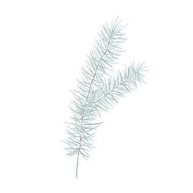 Kış yeşilliğinin suluboya Noel çizimi, beyaz arka planda izole edilmiş mavi çam dalı