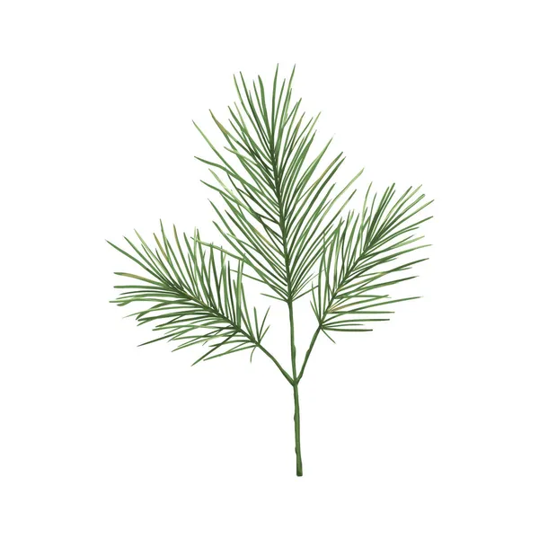 Υδατογραφία Χριστουγεννιάτικη Απεικόνιση Του Χειμερινού Πράσινου Κλαδί Πεύκου Απομονωμένο Λευκό — Φωτογραφία Αρχείου