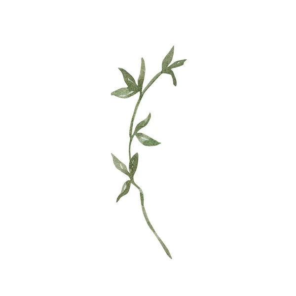 Υδατογραφία Εικονογράφηση Χειμωνιάτικο Πράσινο Κλαδί Φύλλα Λευκό Φόντο — Φωτογραφία Αρχείου