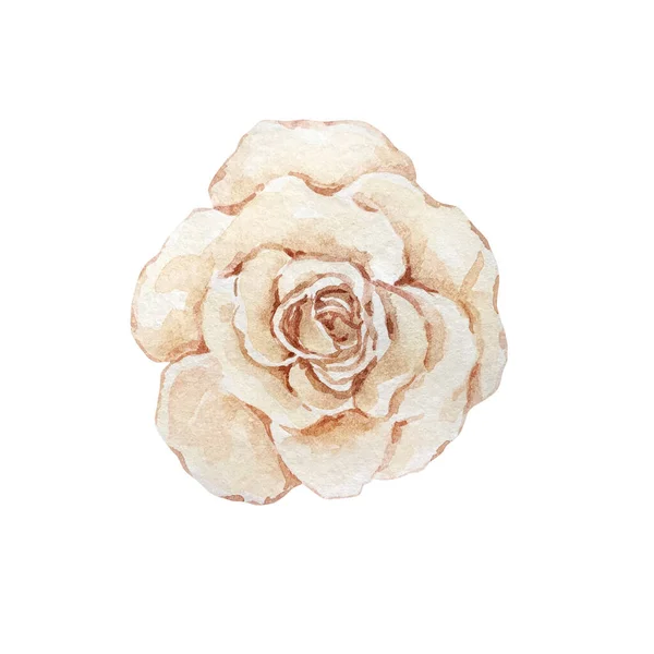 Illustration Aquarelle Fleur Rose Beige Clair Sur Fond Blanc — Photo