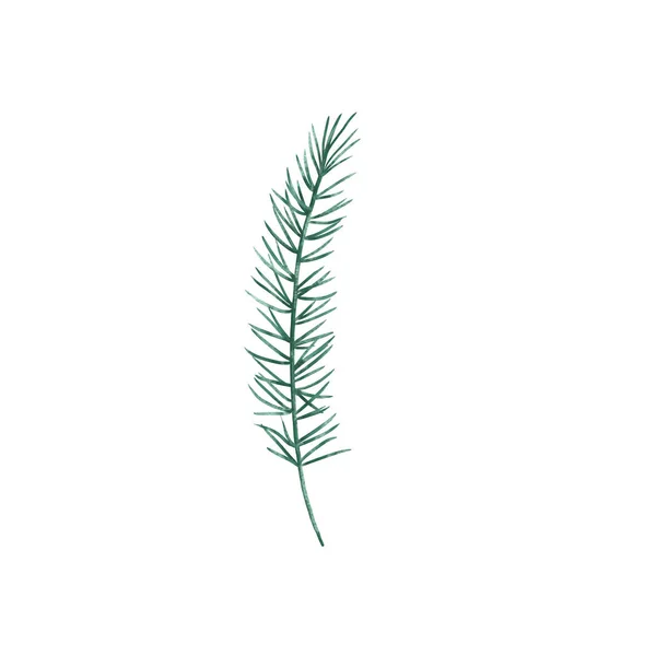 Watercolor Illustration Winter Greenery Pine Branch White Backgroun — Stock Photo, Image