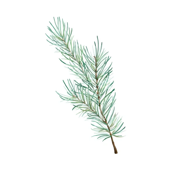Watercolor Illustration Winter Greenery Pine Branch White Backgroun — Stock Photo, Image