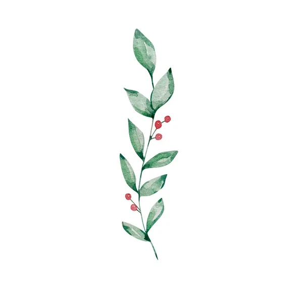 水彩画 冬の緑 白を基調とした葉を持つ枝 — ストック写真