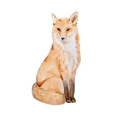 Suluboya resimli hayvanlar, beyaz arka planda izole edilmiş kırmızı tilki.