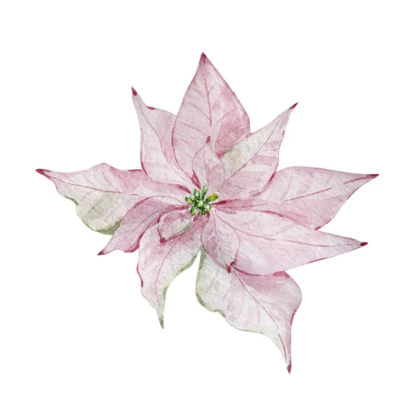 Watercolor Winter Illustration Delicate Pink Poinsettia Flower Isolated White Background — Stock Photo, Image