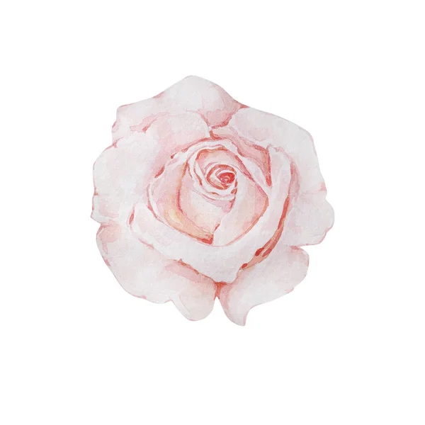Ilustración Floral Acuarela Rosa Delicada Rosa Claro Aislado Sobre Fondo —  Fotos de Stock