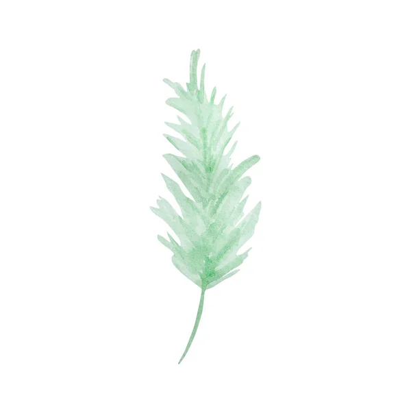 Watercolor Illustration Winter Greenery Pine Light Green Branch Isolated White — Stock Photo, Image