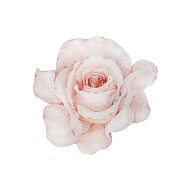 Υδατογραφία Floral Illustration Ανοιχτό Ροζ Λεπτό Τριαντάφυλλο Απομονωμένο Λευκό Φόντο — Φωτογραφία Αρχείου