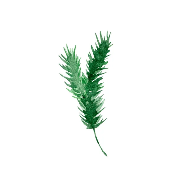 水彩画冬季绿叶 松树明亮的绿枝隔离在白色的背景 — 图库照片