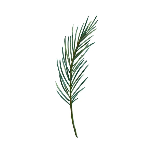 水彩画 冬の緑 白地に松の枝 — ストック写真