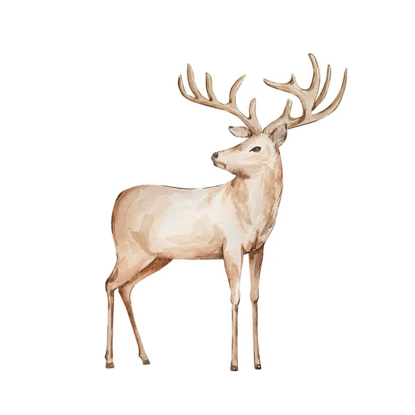 Акварельные Иллюстрации Животных Коричневый Олень Рогами Изолированы Белом Фоне — стоковое фото