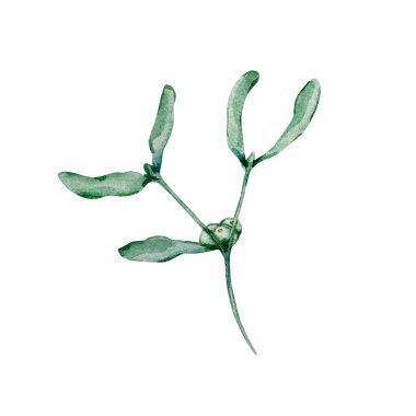 Kışın yeşillik dalının suluboya Noel çizimi, ökseotu, beyaz arka planda izole..