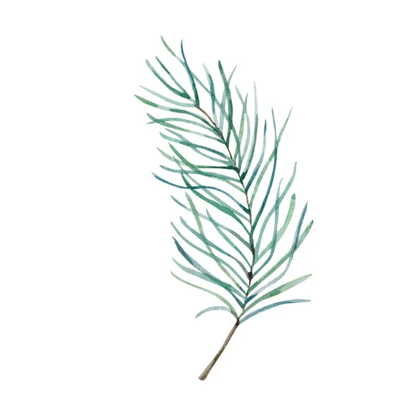 水彩画冬青 松树蓝绿枝隔离在白色背纹上 — 图库照片