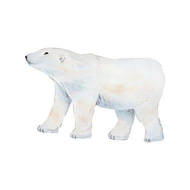 Suluboya resimli hayvanlar, beyaz arka planda beyaz kutup ayıları.