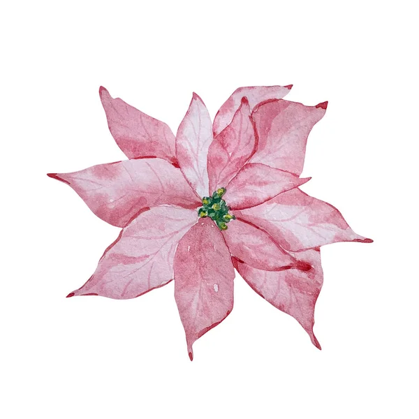 Watercolor Winter Illustration Delicate Pink Poinsettia Flower Isolated White Background — Stock Photo, Image
