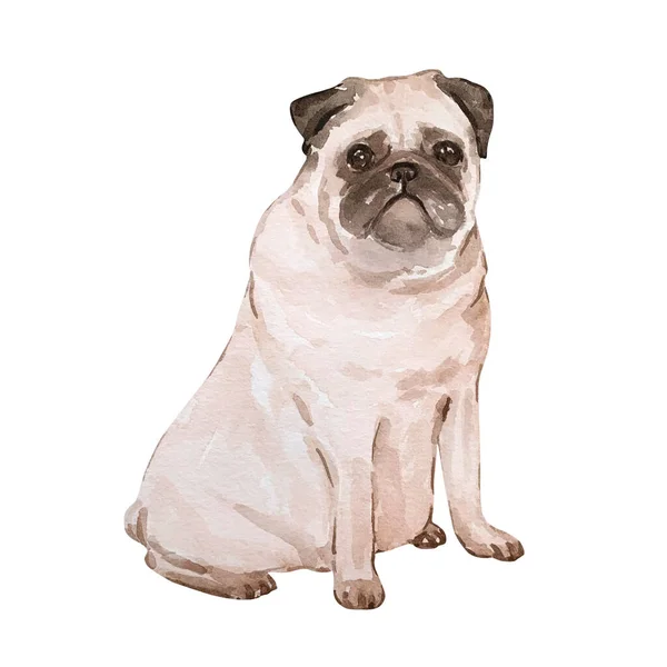 Watercolor Ilustração Dia Dos Namorados Pug Bonito — Fotografia de Stock