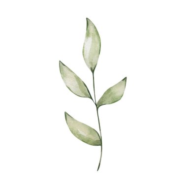 Yeşil yapraklı suluboya dalı, davet tasarımları için izole edilmiş