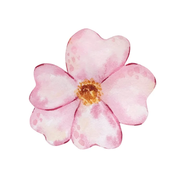 Acuarela Delicada Flor Rosa Aislada Para Diseños Invitación — Foto de Stock