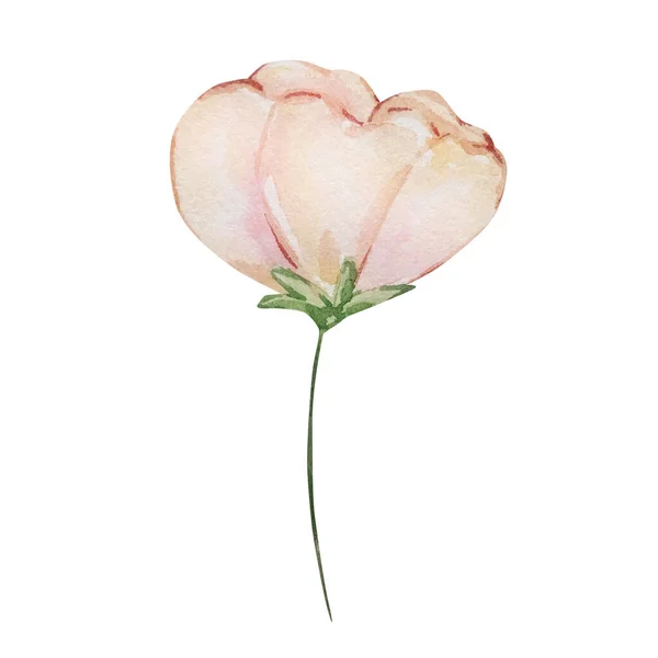 Watercolor Delicate Cream Flower Isolated Invitation Designs — Stock Photo, Image