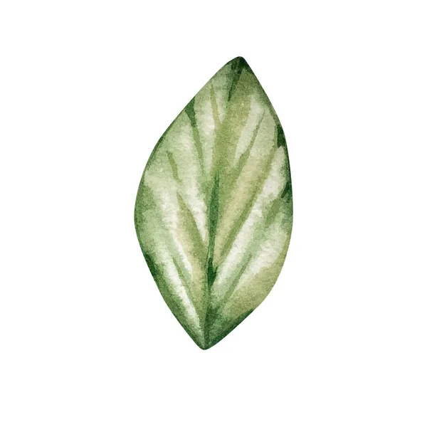 Akvarell Grönt Blad Isolerad För Inbjudan Mönster — Stockfoto