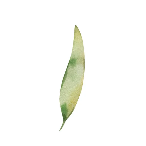 Suluboya Yeşil Uzun Yaprak Izole Davet Tasarımları Için — Stok fotoğraf