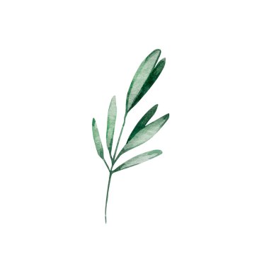 Beyaz arka planda yaprakları izole edilmiş kış yeşillik dalının suluboya Noel çizimi