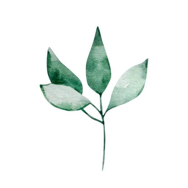 水彩イラスト冬の緑 白地に緑の葉が孤立した枝 — ストック写真