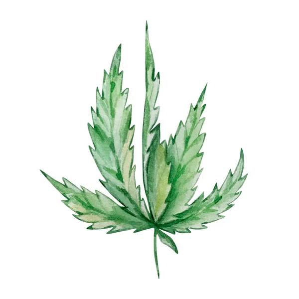 Акварельні Зелені Листя Канабісу Ізольовані Намальовані Вручну — стокове фото