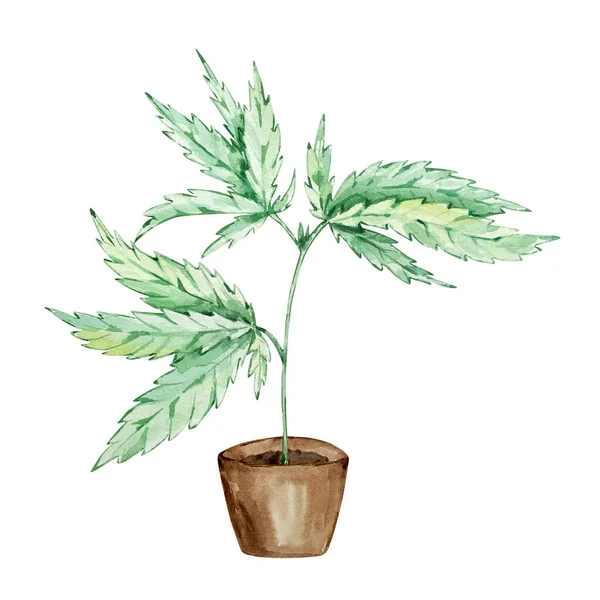 Akvarell Grön Cannabis Blad Isolerade Handritade — Stockfoto