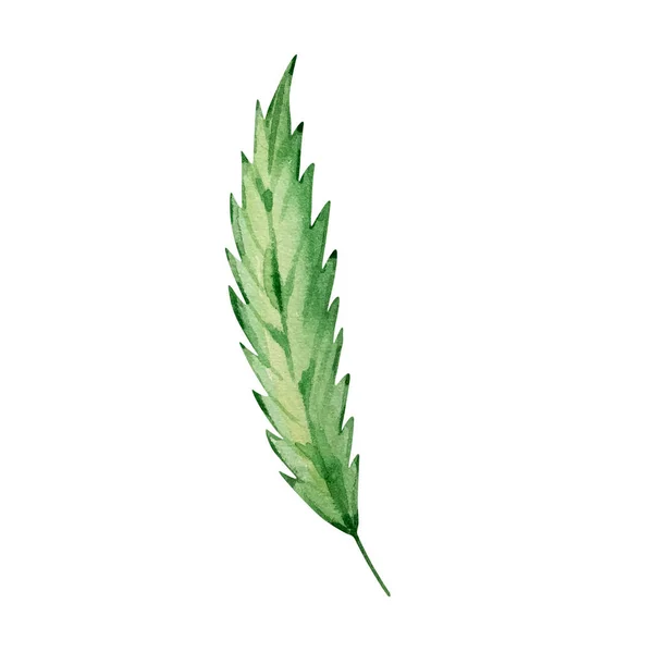 Acuarelă Verde Frunze Canabis Izolate Desenate Manual — Fotografie, imagine de stoc