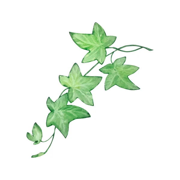 Akvarell Illustration Patricks Dag Grön Gren Murgröna Isolerade Handritade — Stockfoto