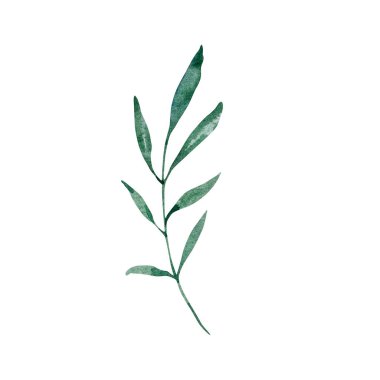 Suluboya illüstrasyon, kışın yeşillik, beyaz bir sırtüstü yapraklı dal.