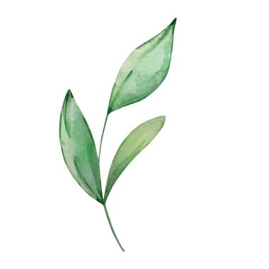 Yeşil izinli suluboya bahar dalı