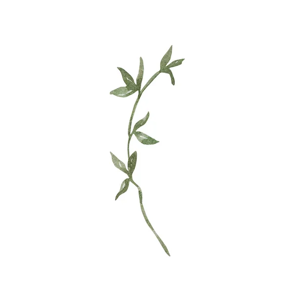 Akvarel Ilustrace Zimní Zeleň Větev Listy Bílém Pozadí — Stock fotografie