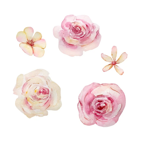 Akwarela Cute Zestaw Delikatny Kwiat Róży — Zdjęcie stockowe