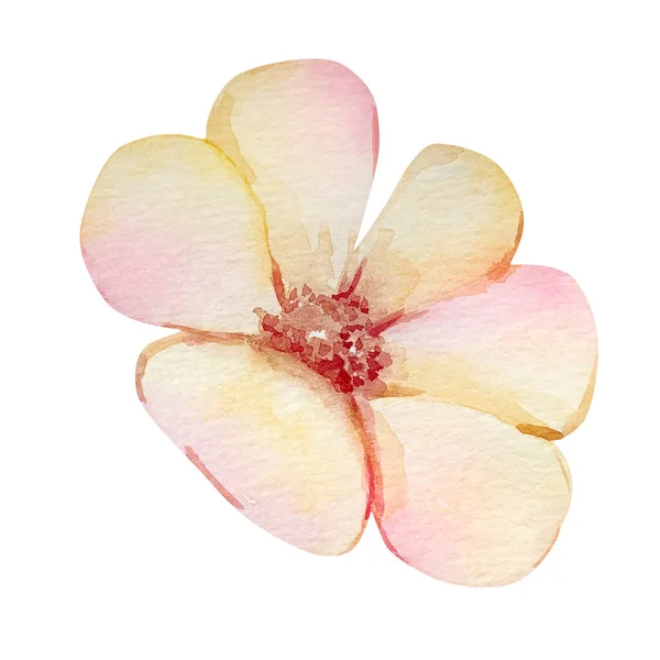 ピンで黄色の花を咲かせる春の花色 — ストック写真