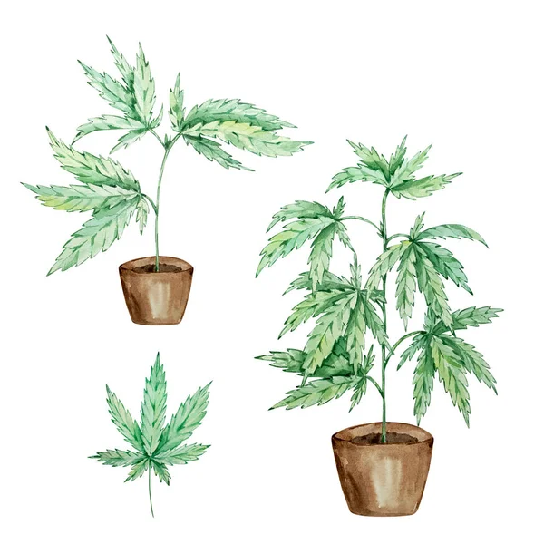 Conjunto Aquarela Folhas Cannabis Verde Desenhadas Mão — Fotografia de Stock