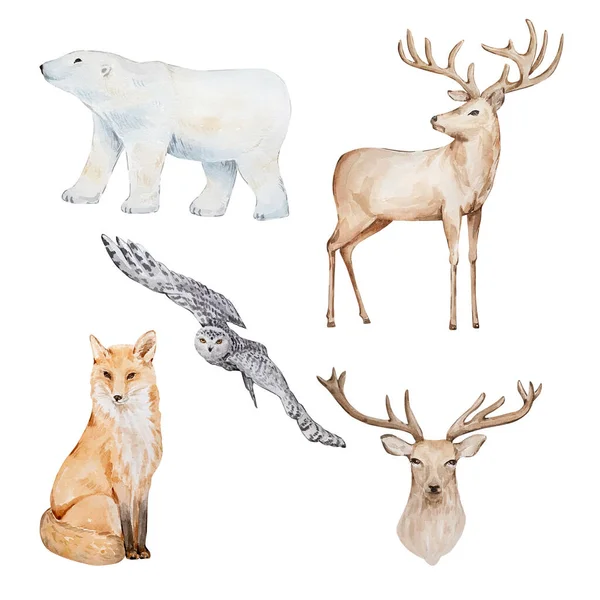 Beyaz arka planda izole edilmiş orman ve kutup hayvanlarının suluboya çizimi, kutup ayısı, tilki, geyik ve beyaz baykuş.