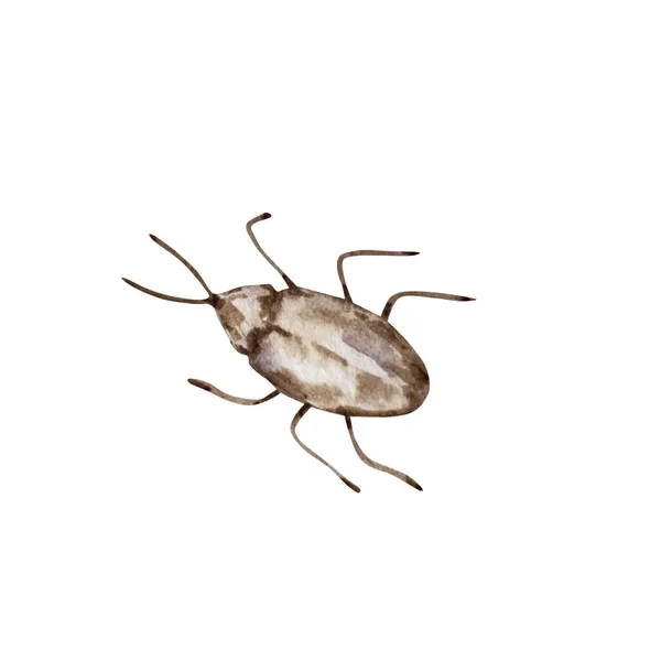 Watercolor Insect Brown Beetl — 스톡 사진