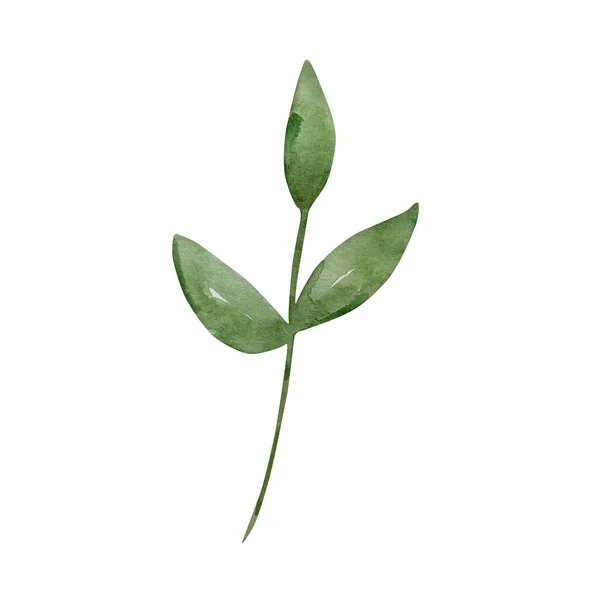 Ветка Акварели Зелеными Листьями — стоковое фото