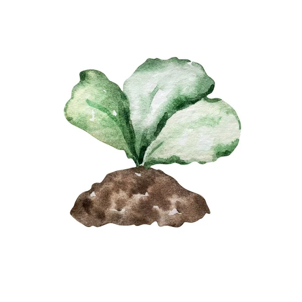Watercolor Garden Sprout Green Leave — ストック写真
