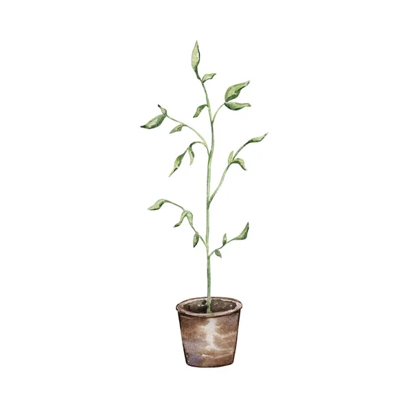 Watercolor Garden Green Potted Plant — Stock Fotó