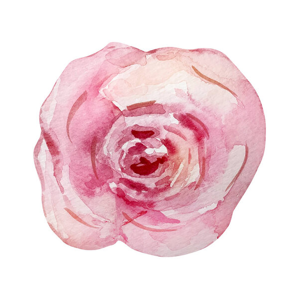 watercolor spring blooming flower pink rose
