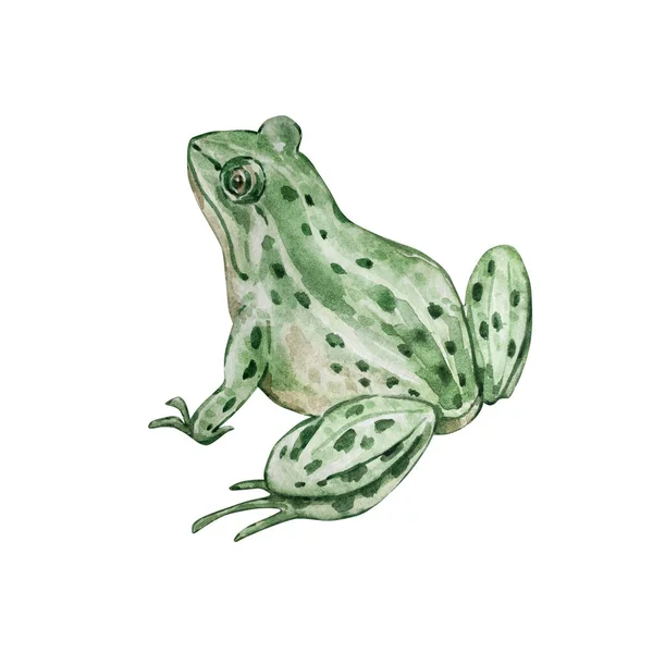 Akvarel Zelená Zahradní Žába — Stock fotografie