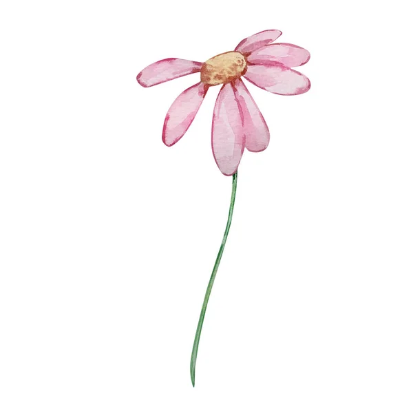 Watercolor Branch Pink Spring Flowe — Stock Photo, Image