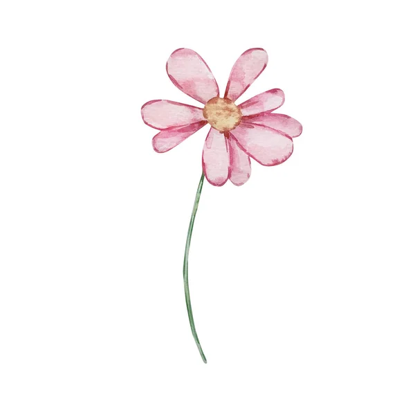 Watercolor Branch Pink Spring Flowe — Stock Photo, Image