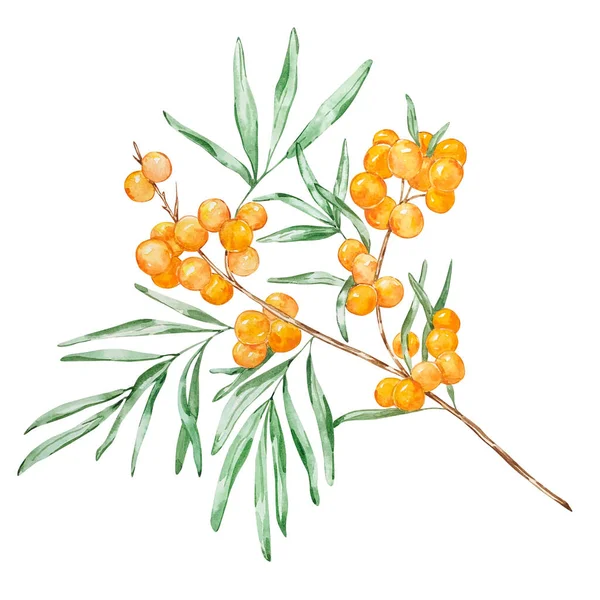 Deniz eklemli suluboya dalı